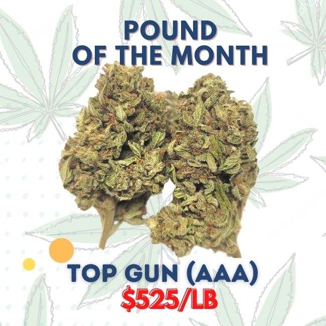 TOP GUN (AAA) Strain