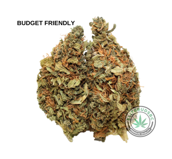 BUDGET FRIENDLY - JUICY FRUIT